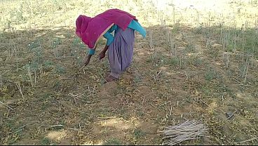 भारतीय देसी युवक ने खेत में काम कर रही उसकी रसीली चुदाई की