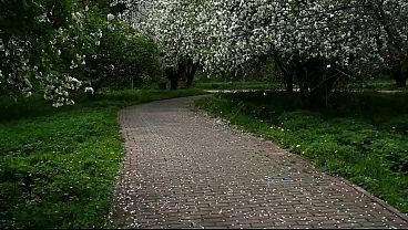 Tiongkok Sakit, Gue Kena Racun Cinta Yang Bikin Ngangkang Kejang-kejang.